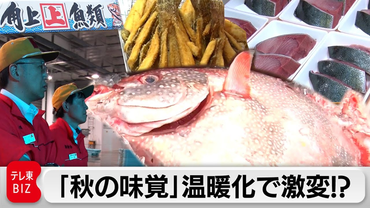海水温の上昇で魚が北上…“角上魚類”の凄腕バイヤー 新たな漁港開拓へ！【ガイアの夜明け】（2023年10月20日）