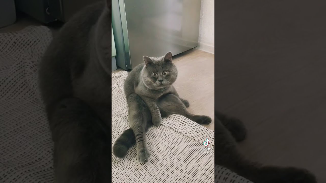 Федя кот