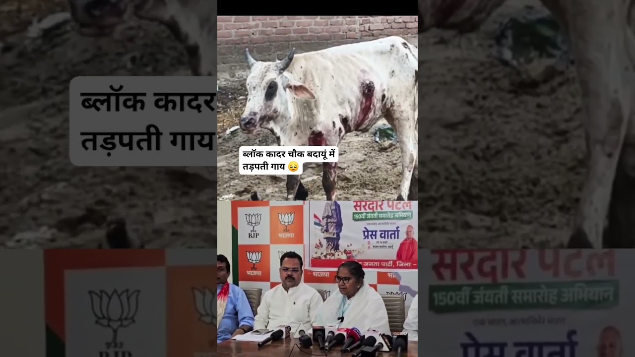 उत्तर प्रदेश के जनपद बदायूं में गौवंश की स्थिति की सच्चाई, सभी लोग ध्यान दें।