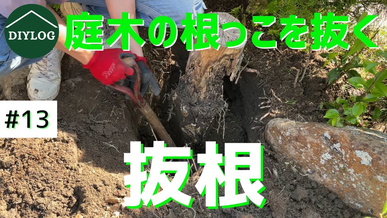 抜根 庭の切り株を抜く 人力スコップで木の根っこ除去作業 日本庭園再生 古民家diy 13 Diylog