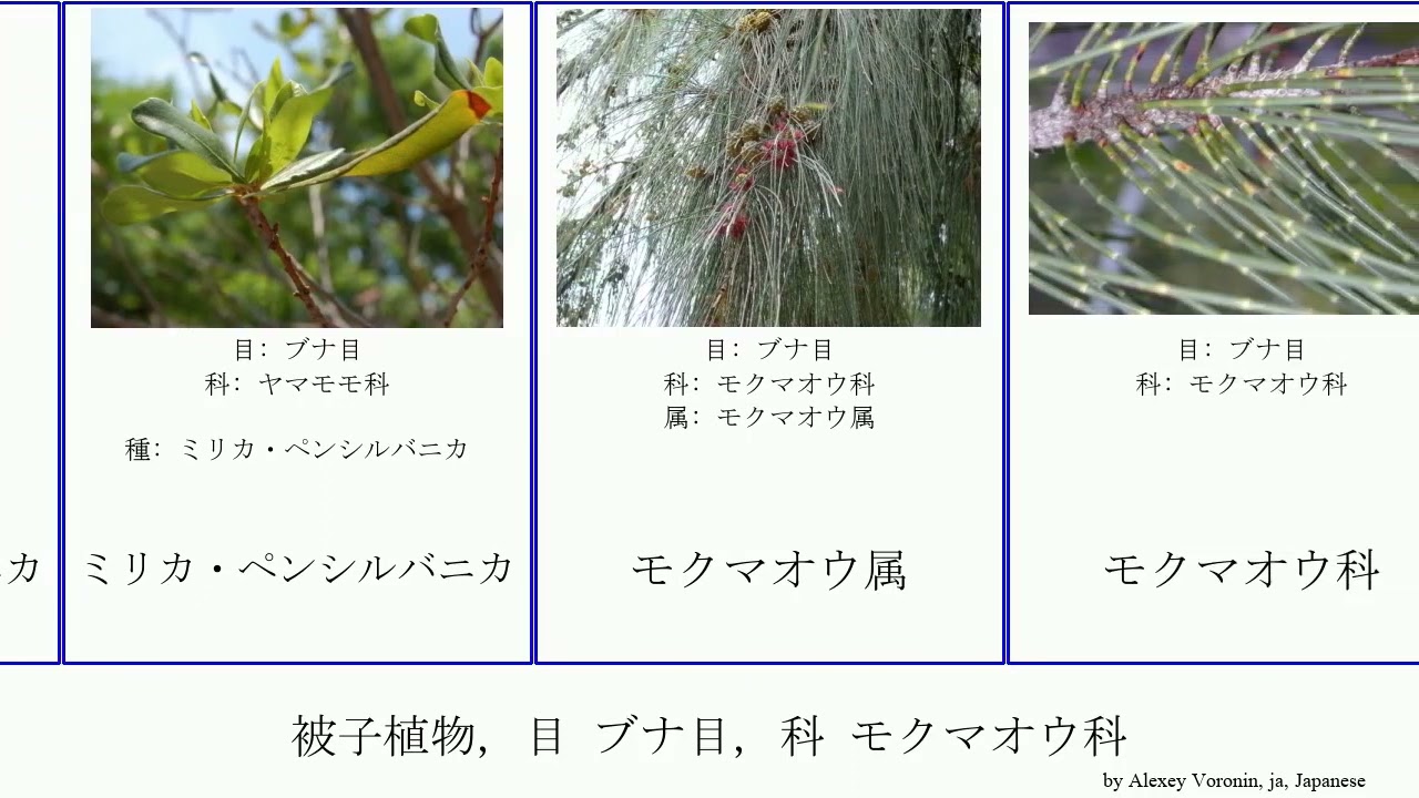 被子植物, 目 ブナ目, 科 モクマオウ科 angiosperms ミリカ・カリフォルニカ モクマオウ属 Fagales Lagoon ヤマモモ科 カンニンガムモクマオウ セイヨウヤチヤナギ