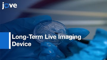 Improved Experimental Manipulation Of Zebrafish Larvae l Protocol Preview