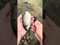 Kanama Smart Bait - Dead bait, perfectly brought back to life.