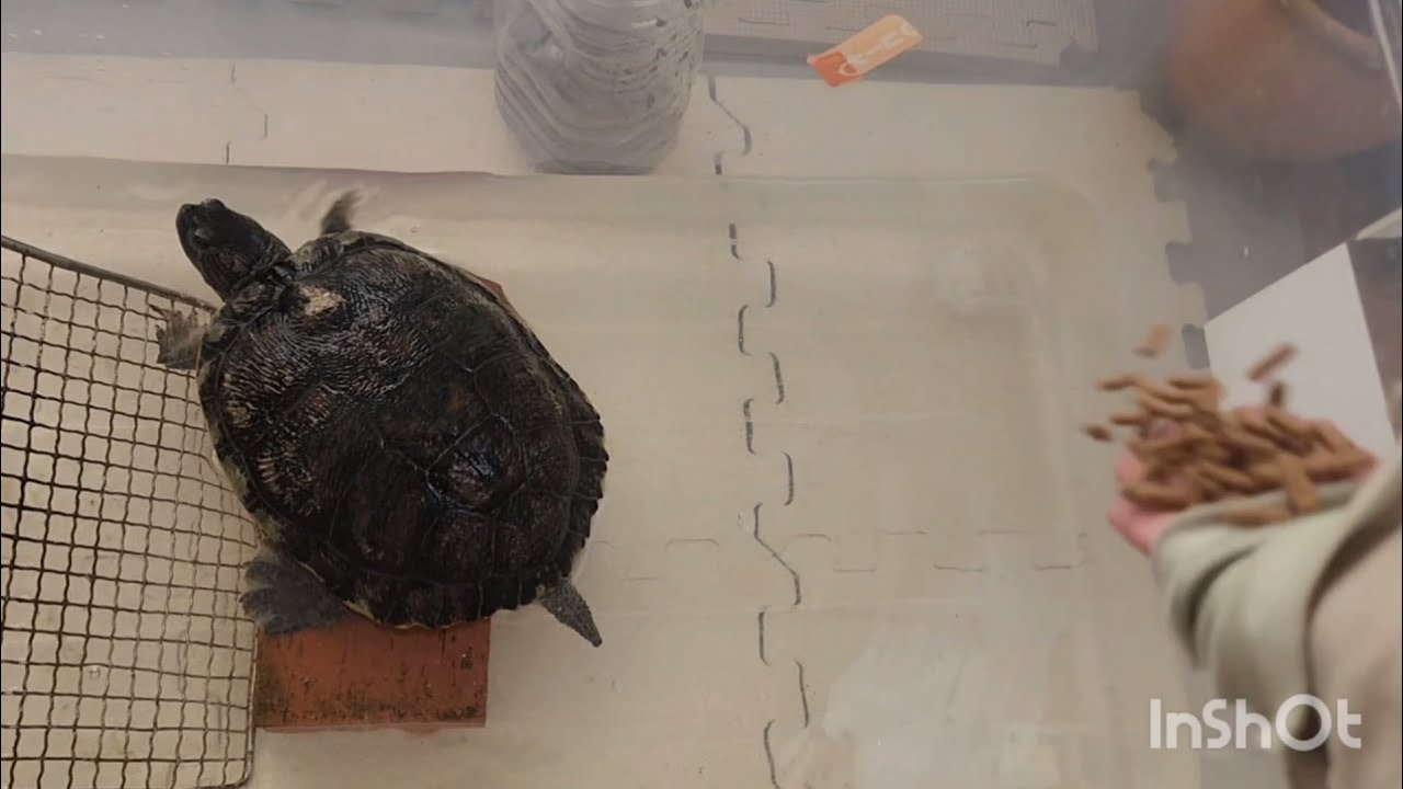 仕事にも精が出る金曜の午後　おまけ:不思議な月