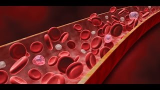 Anatomy and Physiology of Blood / Anatomy and Physiology Video screenshot 3