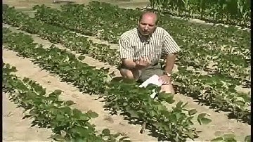 Twospotted Spider Mite Scouting