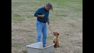 Teaching Scarlet how to go to Homeplate w Bill Hillmann