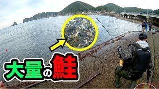 初めての鮭釣り！目の前に大量の群れ！【夫婦で車中泊！北海道一周】