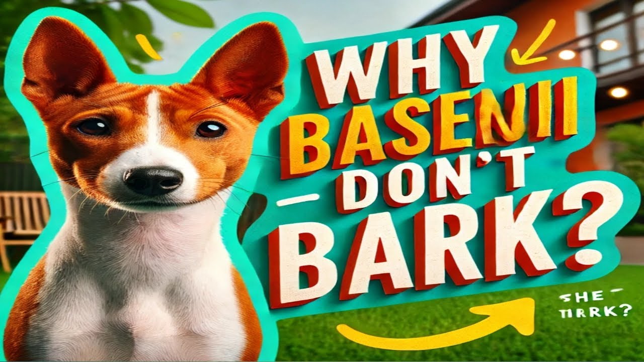 WHY BASENJI DOG DON'T BARK? | DOGS THAT DON'T BARK