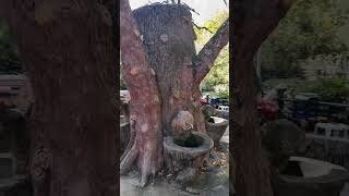 THE TREE FROM WHICH WATER FLOWS / ДЕРЕВО ИЗ КОТОРОГО ТЕЧЁТ ВОДА