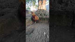 saludos mis amigos desde el bello puerto de Veracruz México #gallos #virales #granja #gallinas