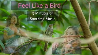 Feel like a bird - 3 Minutes Soothing Violin Music for Meditation & Relaxation