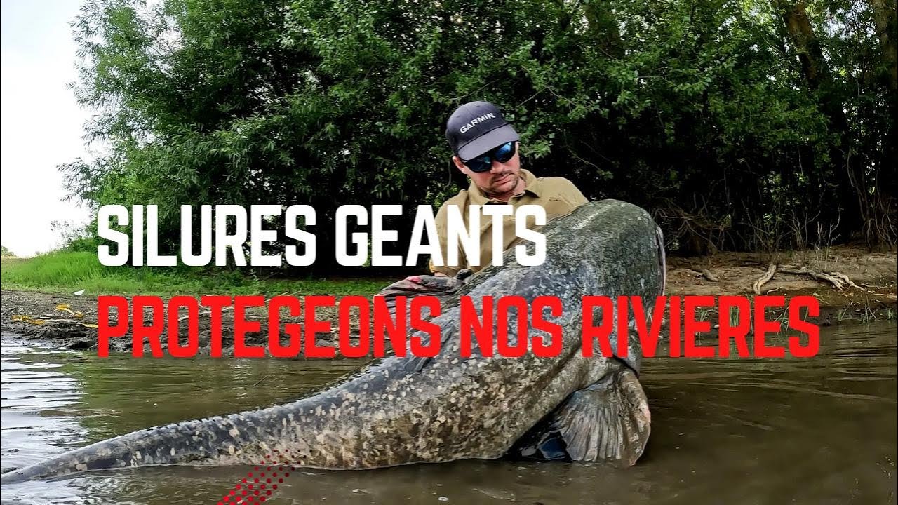 SILURES GEANTS / PROTEGEONS NOS RIVIERES