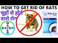 Rats control treatment | चूहों को भागने का तरीका |  best rat control pesticide | rats pest control |