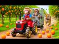 Monkey Nana Drives a Tractor to Harvest Oranges & Escapes a Tiger Catching the Farm Thief!