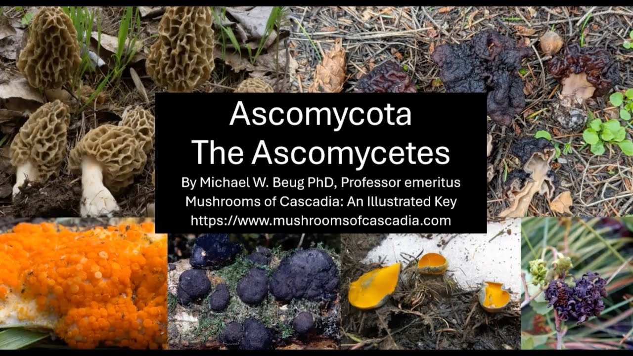 Morels, Cups, & Other Ascomycetes | Dr. Micheal Beug