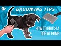 How to brush a dog at home | Grooming Tips - TRANSGROOM