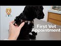 Puppy Goes to the Vet for the First Time!!