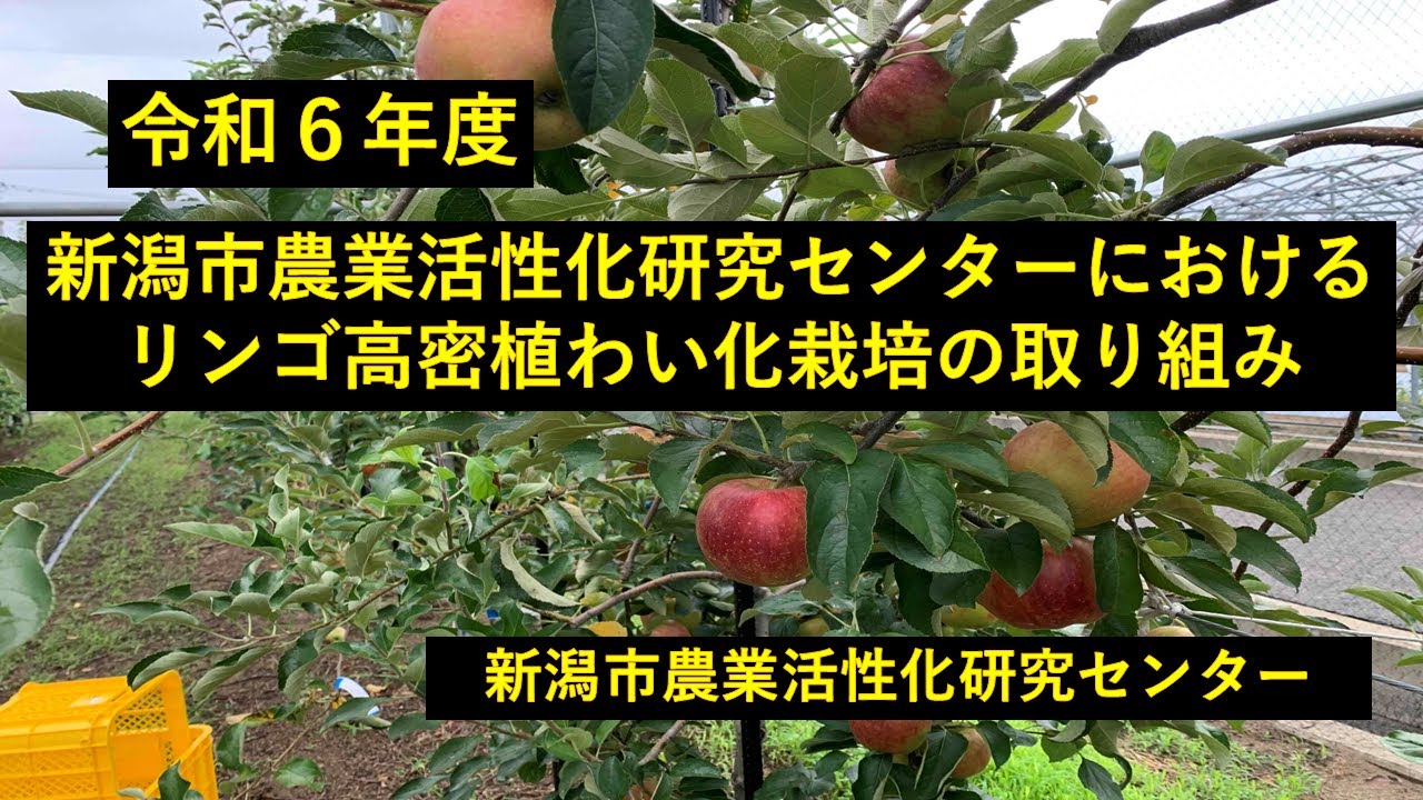 令和6年度「新潟市農業活性化研究センターにおけるリンゴ高密植わい化