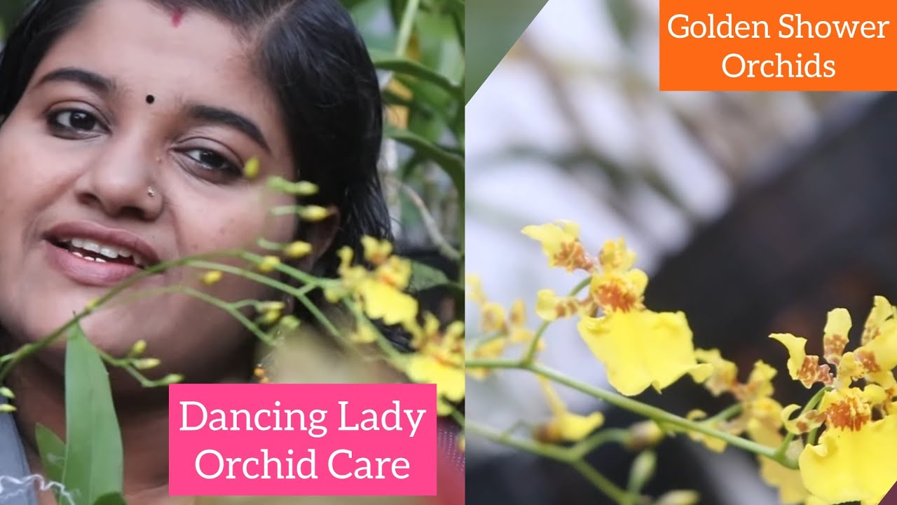 How to Care for Oncidium Orchids ! Dancing Lady Orchid Care for Beginners ! ഡാൻസിങ്ങ് ലേഡി  ഓർക്കിഡ്