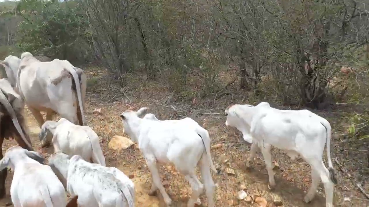 Buscando as vacas ( parte 5/6)