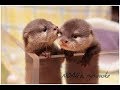 【カワウソ】生まれて間もないカワウソの赤ちゃんがかわいすぎる【赤ちゃん】~baby otter~