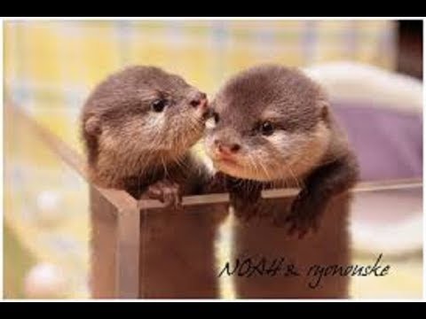 カワウソ 生まれて間もないカワウソの赤ちゃんがかわいすぎる 赤ちゃん Baby Otter Youtube