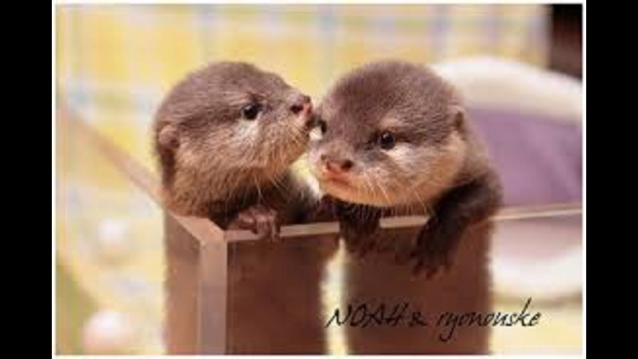 カワウソ 生まれて間もないカワウソの赤ちゃんがかわいすぎる 赤ちゃん Baby Otter Youtube