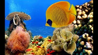 Amazing HD Tropical Fish Pictures