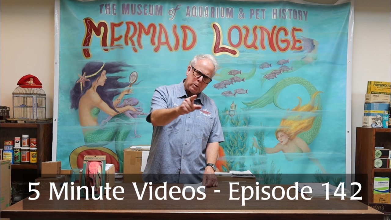 5 Minute Videos - Episode 142