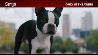 Strays (2023) - U.S. TV Spot ('left')