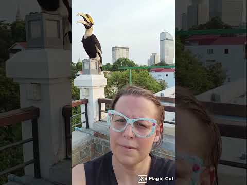 MASSIVE HORNBILL - ANIMALS OF CAMBODIA