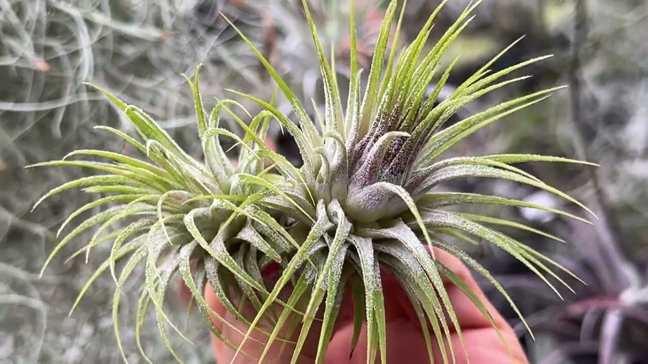 ブロメリア・エアープランツ Tillandsia Ionantha Fuego Fuzzy form チランジア イオナンタ フエゴ ファジーフォームTillandsia ionantha