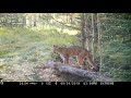 Cougar Sounds