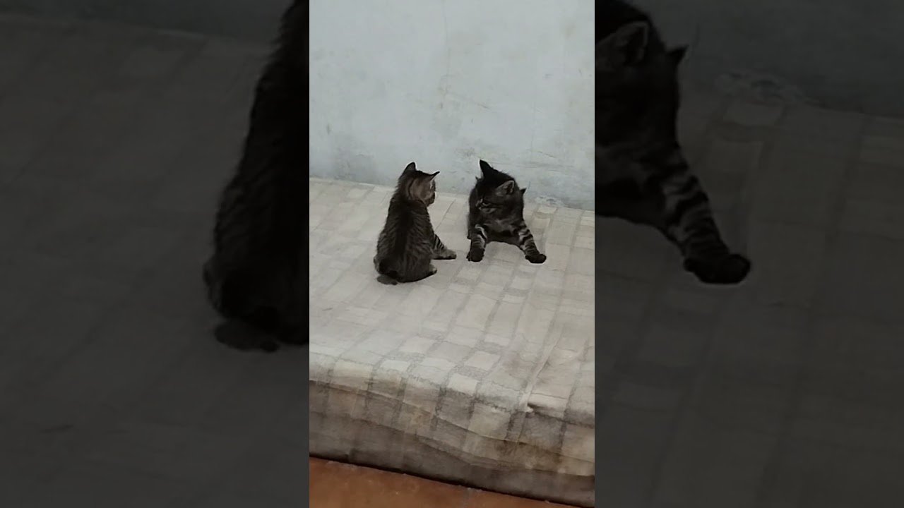 Sushi e Pacato 34 dias 🐈‍⬛🐈❤️ 