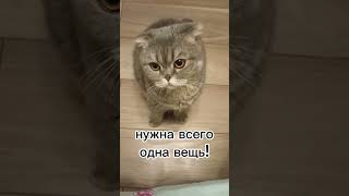 женщине для счастья нужна всего 1 вещь! #животные #юмор #кот #мими