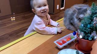 クリスマスの準備に付き合う猫　ノルウェージャンフォレストキャット　Cat watching over Christmas preparations