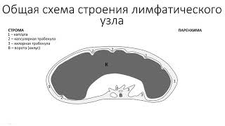 Строение лимфатического узла