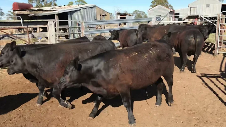 GJ & JG Sawyer Angus steers