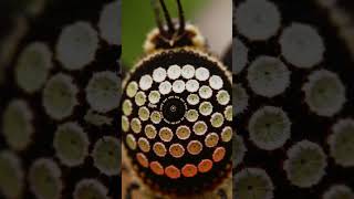 Butterflies Have Compound Eyes #shorts #animals #nursery rhymes #butterflies #have