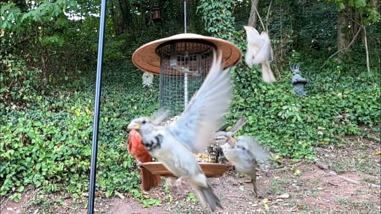 Birds In Slow Motion - YouTube
