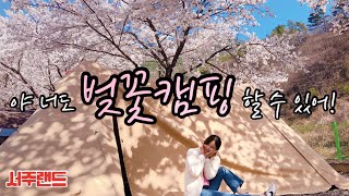 내가 직접 가본 벚꽃캠핑장 추천 I 벚꽃 가득 캠핑 I 벽계야영장 I 밀양패밀리오토캠핑장