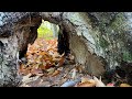 Mystery Tunnel Through a Tree: How did it get there?