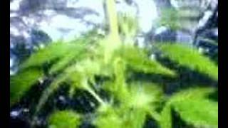 Cronic