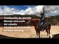 Clínica de Rienda y Team Penning con Caballos Cuarto de Milla | Entrenamiento Western Profesional