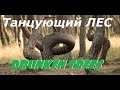 Drunken trees. Мистический танцующий( Пьяный )лес .Аномалия которая завораживает