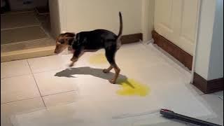 Jolie is potty trained