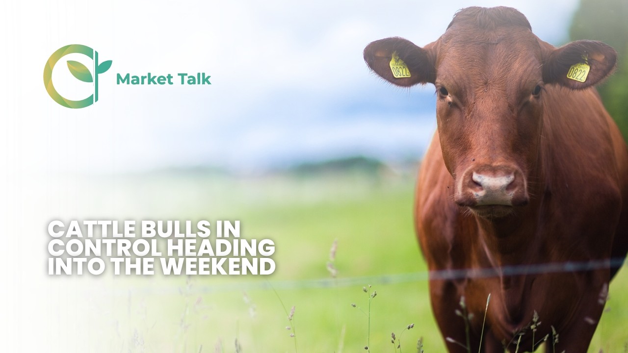 Cattle Bulls in Control Heading Into the Weekend