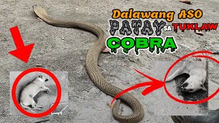 Dalawang aso nadale sa napaka laking cobra | zuma haring ahas