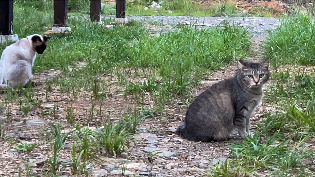 猫 近づく と 逃げる